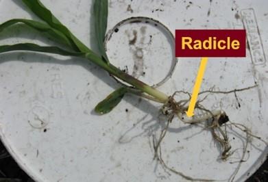 Should You Scout for Starter Fertilizer Damage in Dry Corn Fields?